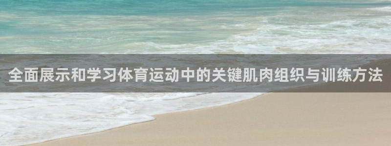 全面展示和学习体育运动中的关键肌肉组织与训练方法
