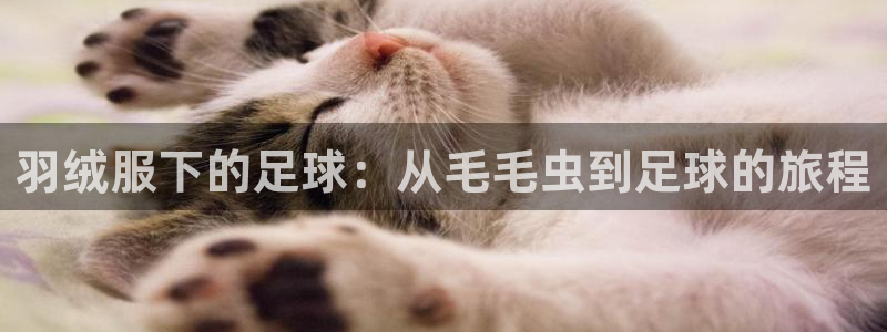 羽绒服下的足球：从毛毛虫到足球的旅程