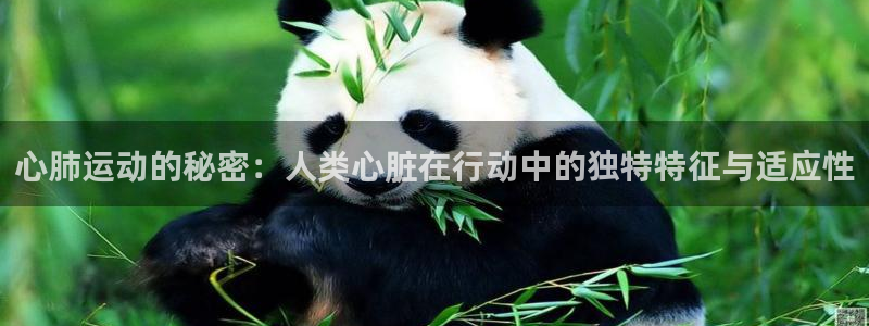 心肺运动的秘密：人类心脏在行动中的独特特征与适应性